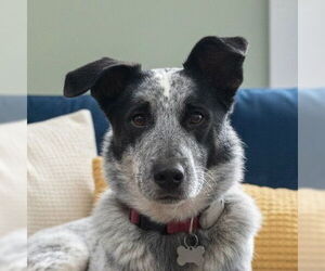 Mutt Dogs for adoption in Canton, CT, USA