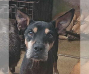 Doberman Pinscher-Unknown Mix Dogs for adoption in Lake Forest, CA, USA