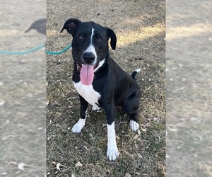 Great Dane-Unknown Mix Dogs for adoption in Albuquerque, NM, USA