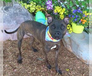 American Pit Bull Terrier-Unknown Mix Dogs for adoption in Oklahoma City, OK, USA