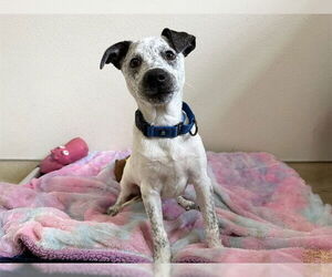 Mutt Dogs for adoption in McKinleyville, CA, USA