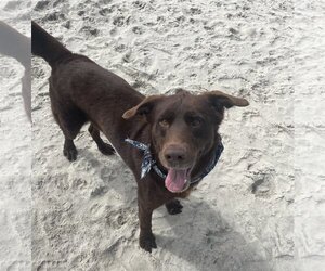 Chocolate Labrador retriever-Unknown Mix Dogs for adoption in San Diego, CA, USA