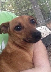 Chiweenie Dogs for adoption in Albemarle, NC, USA