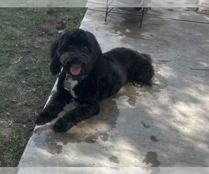 Poovanese Dogs for adoption in Phoenix, AZ, USA