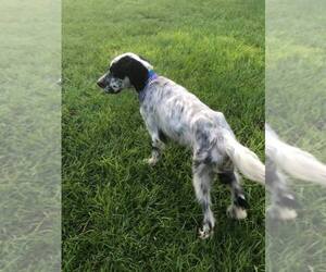 English Setter Dogs for adoption in New Smyrna Beach, FL, USA