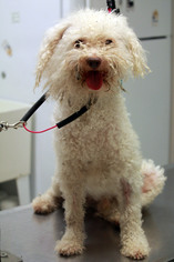 Poochon Dogs for adoption in Waco, TX, USA