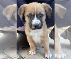 Anatolian Shepherd-Boxer Mix Dogs for adoption in Techny, IL, USA