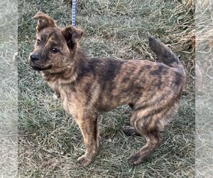 Dutch Shepherd -Unknown Mix Dogs for adoption in Batavia, OH, USA