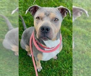 American Pit Bull Terrier-Unknown Mix Dogs for adoption in Sacramento, CA, USA