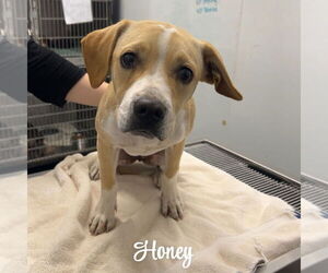 Beagle Dogs for adoption in Chico, CA, USA