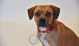 Puggle Dogs for adoption in Oxford, MI, USA