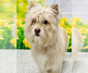 Mutt Dogs for adoption in Manahawkin, NJ, USA