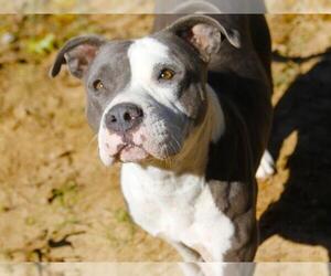 American Staffordshire Terrier-Unknown Mix Dogs for adoption in Tallahassee, FL, USA