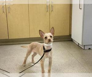 Mutt Dogs for adoption in Riverside, CA, USA