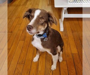 Border-Aussie Dogs for adoption in Lewistown, PA, USA