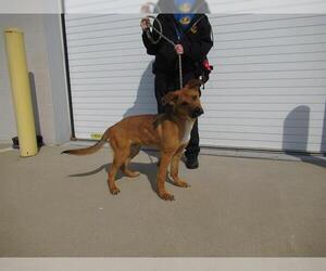 German Shepherd Dog-Unknown Mix Dogs for adoption in Louisville, KY, USA