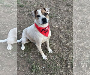 Boxer-Unknown Mix Dogs for adoption in Roaring River, NC, USA