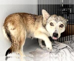 Pembroke Welsh Corgi-Unknown Mix Dogs for adoption in Houston, TX, USA