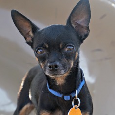Medium Photo #1 Miniature Pinscher-Unknown Mix Puppy For Sale in Sunnyvale, CA, USA