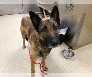 German Shepherd Dog-Unknown Mix Dogs for adoption in Riverside, CA, USA