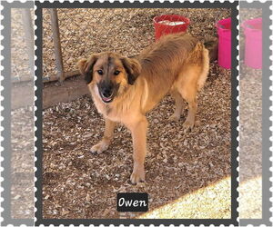 Golden Retriever-Unknown Mix Dogs for adoption in Granbury, TX, USA