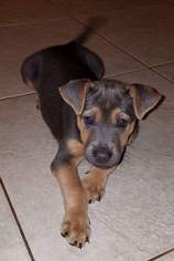 Shepweiller Dogs for adoption in Royal Palm Beach, FL, USA