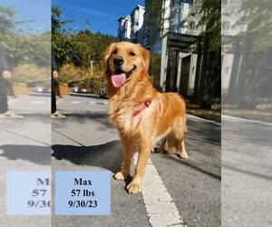Golden Retriever Dogs for adoption in West Hollywood, CA, USA