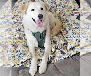 Labrador Retriever-Unknown Mix Dogs for adoption in Rockwall, TX, USA
