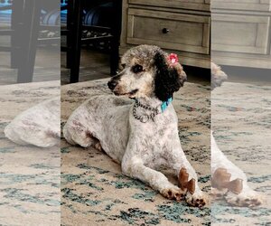 Poodle (Standard) Dogs for adoption in Valrico, FL, USA