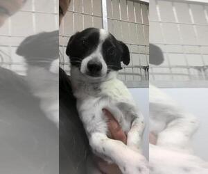 Jack-Rat Terrier Dogs for adoption in Chico, CA, USA
