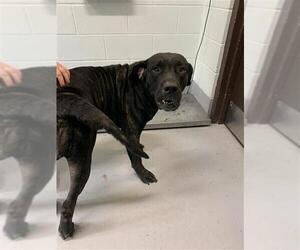 Mutt Dogs for adoption in Corpus Christi, TX, USA