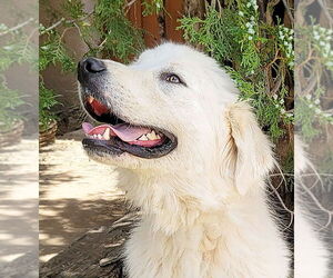 Golden Pyrenees Dogs for adoption in Albuquerque, NM, USA