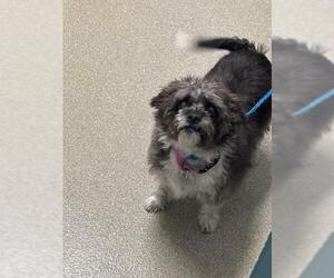 Mutt Dogs for adoption in Las Vegas, NV, USA