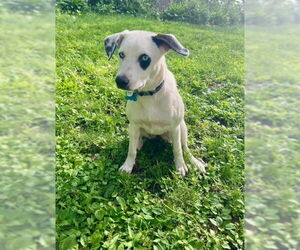 Border Collie-Unknown Mix Dogs for adoption in Minneapolis, MN, USA