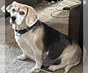 Beagle Dogs for adoption in Tampa, FL, USA