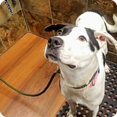 Labrador Retriever Dogs for adoption in Parkesburg , PA, USA