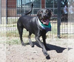 Labrador Retriever Dogs for adoption in San Antonio, TX, USA