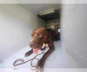 Labrador Retriever-Staffordshire Bull Terrier Mix Dogs for adoption in Houston, TX, USA