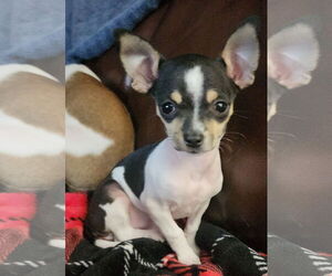 Chiranian Dogs for adoption in The Woodlands, TX, USA