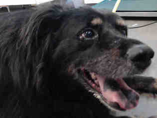 Border-Aussie Dogs for adoption in Camarillo, CA, USA