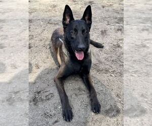 Mutt Dogs for adoption in Imlay City, MI, USA