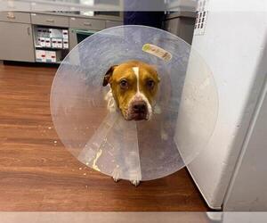 Mutt Dogs for adoption in Orlando, FL, USA