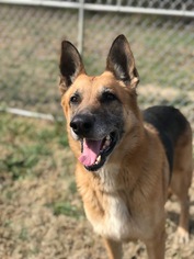 German Shepherd Dog Dogs for adoption in Winston Salem, NC, USA