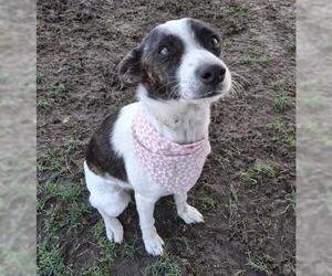 Chihuahua Dogs for adoption in Bakersfield, CA, USA