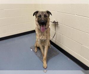 German Shepherd Dog Dogs for adoption in Denver, CO, USA