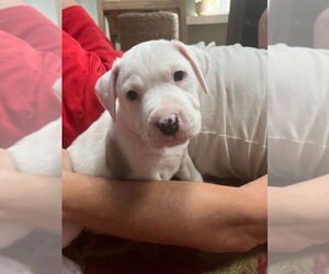 American Pit Bull Terrier-American Staffordshire Terrier Mix Dogs for adoption in Wenonah, NJ, USA
