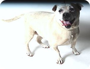 Jack Russell Terrier Dogs for adoption in Beverly Hills, CA, USA
