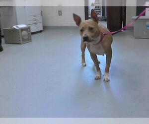 American Pit Bull Terrier Dogs for adoption in Fayetteville, NC, USA
