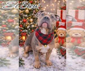 Bullypit Dogs for adoption in Frankenmuth, MI, USA