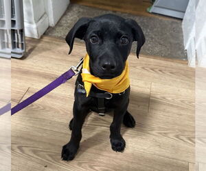 Mutt Dogs for adoption in Philadelphia, PA, USA